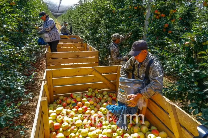 Жемшөп, жеміс-жидек және көкөніс өсірушілерге 6% лизинг беріледі