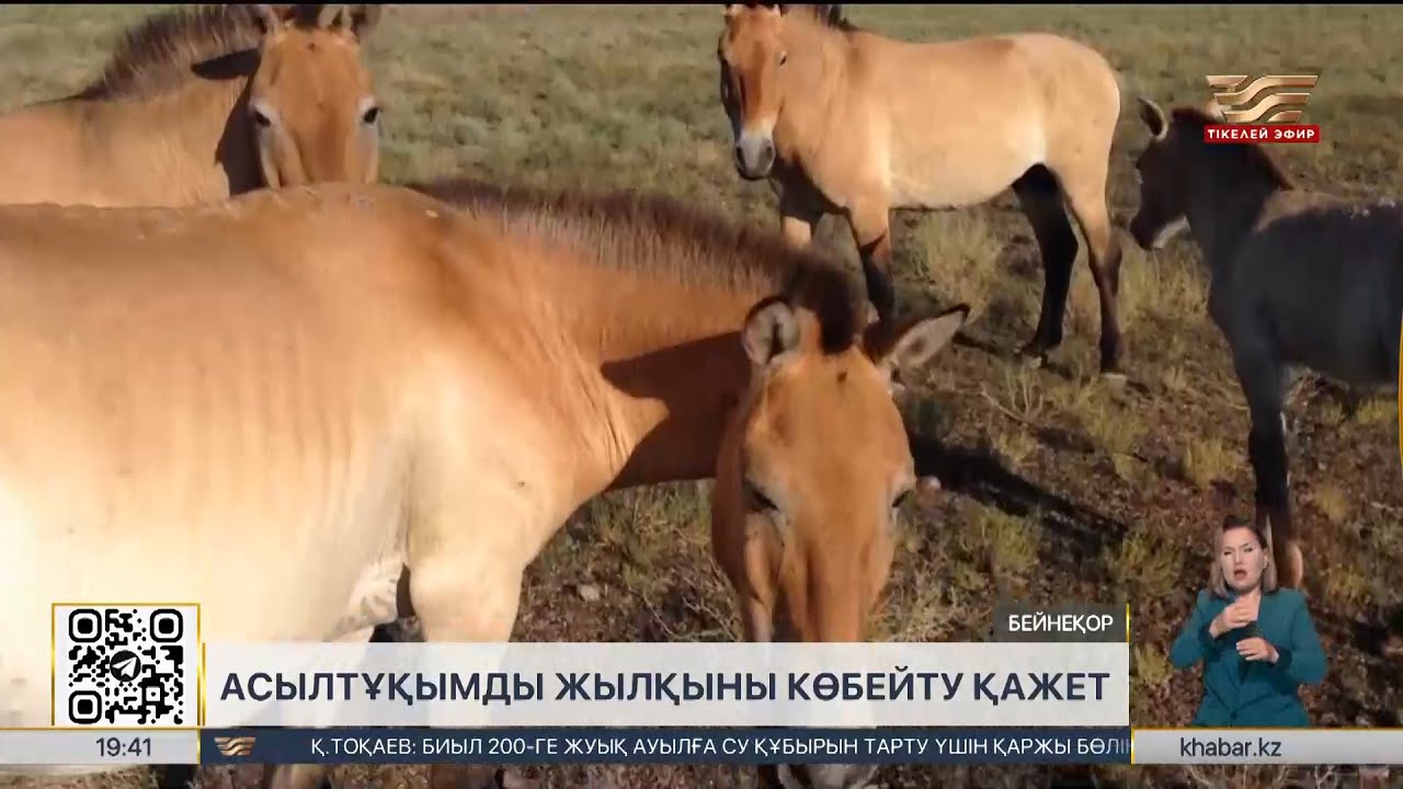Елде асылтұқымды жылқы санын көбейту керек